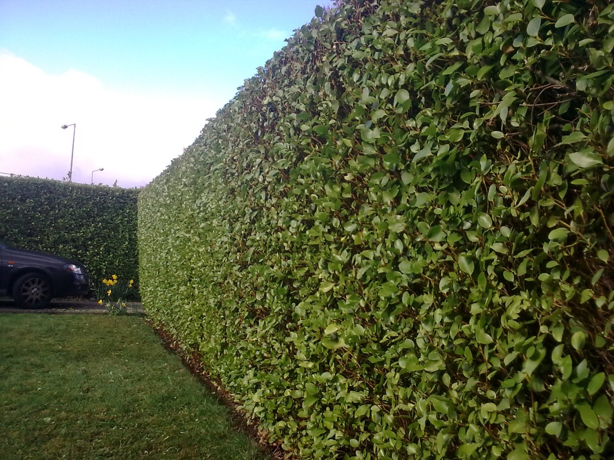 Жимолость кизильник