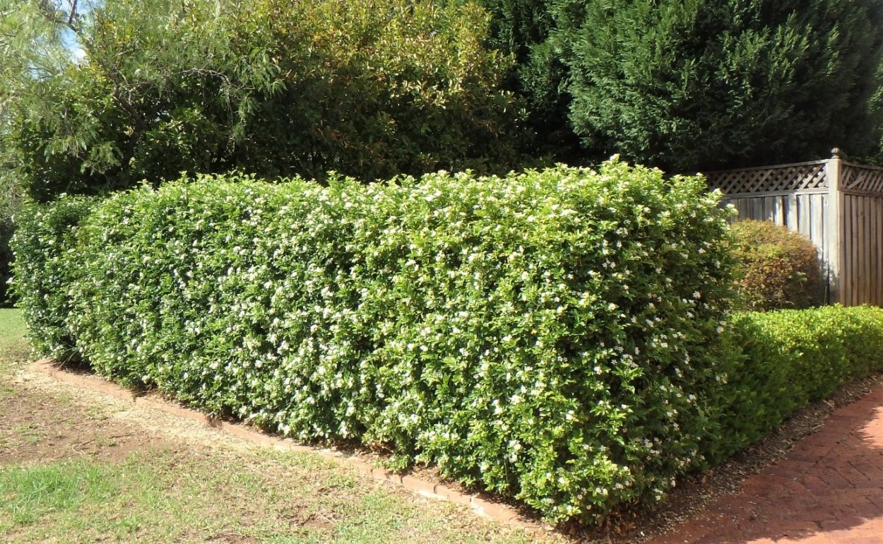 Жимолость Татарская Живая изгородь