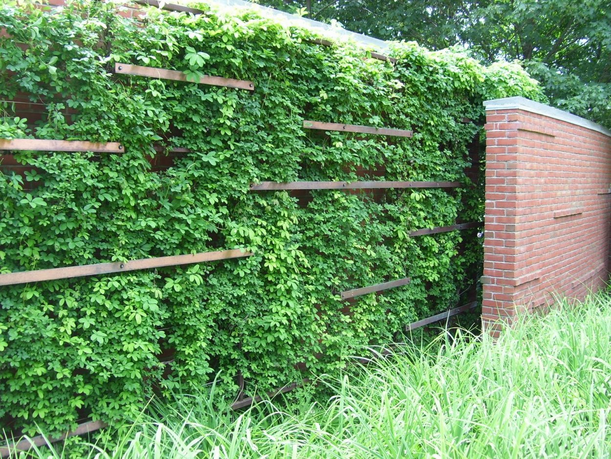 Снежноягодник и спирея