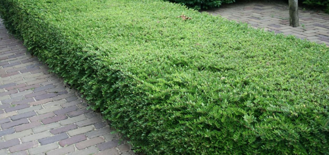 Чубушник венечный изгородь