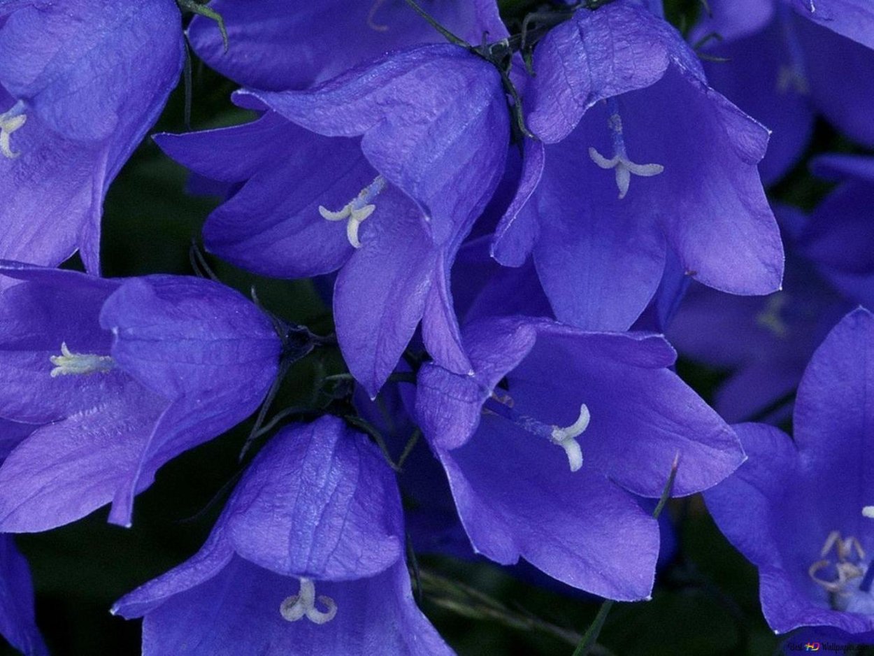 Кампсис укореняющийся (текома)