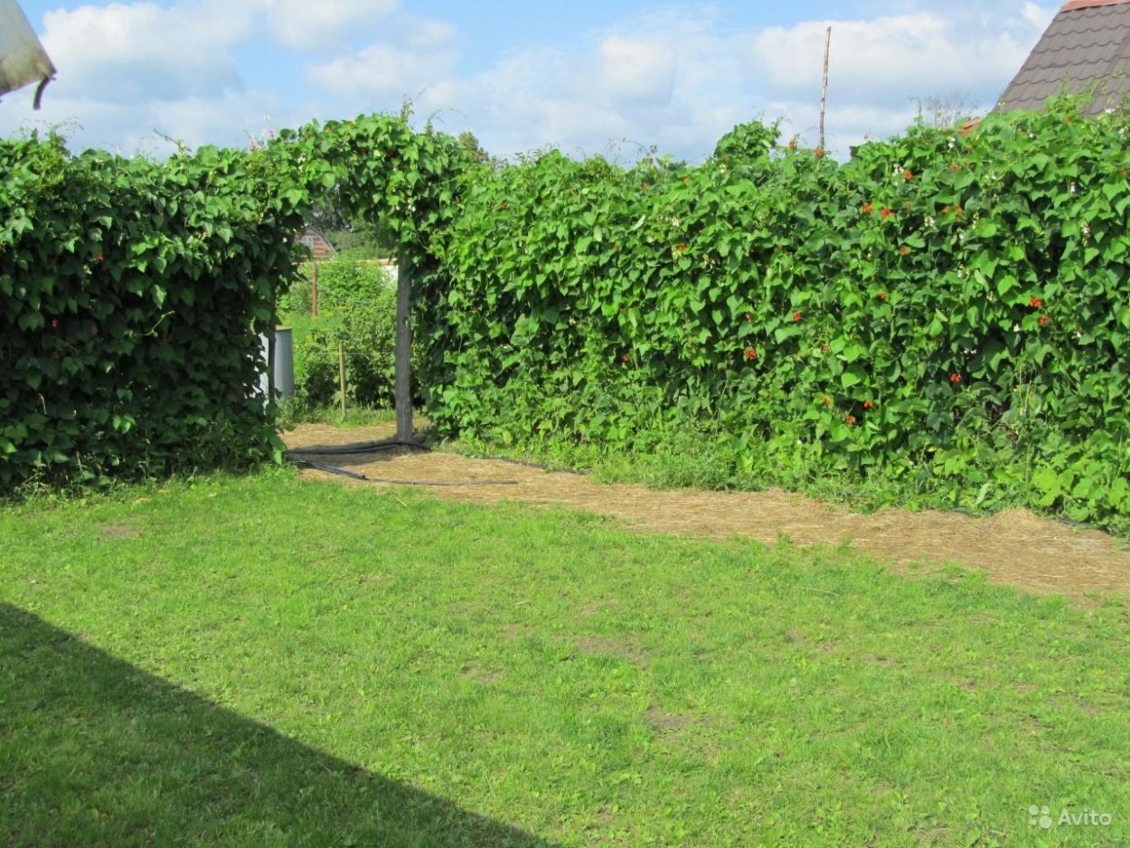 Барбарис Тунберга Кобольд изгородь