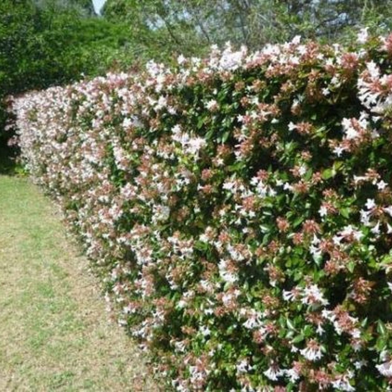 Жимолость Живая изгородь