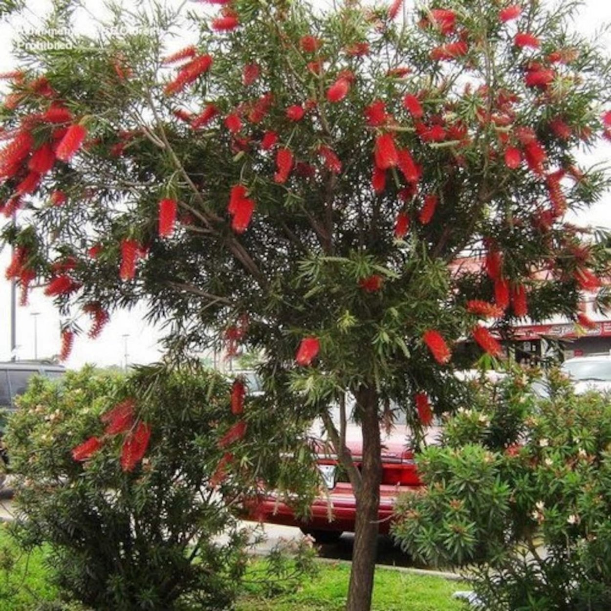 Ландышевое дерево