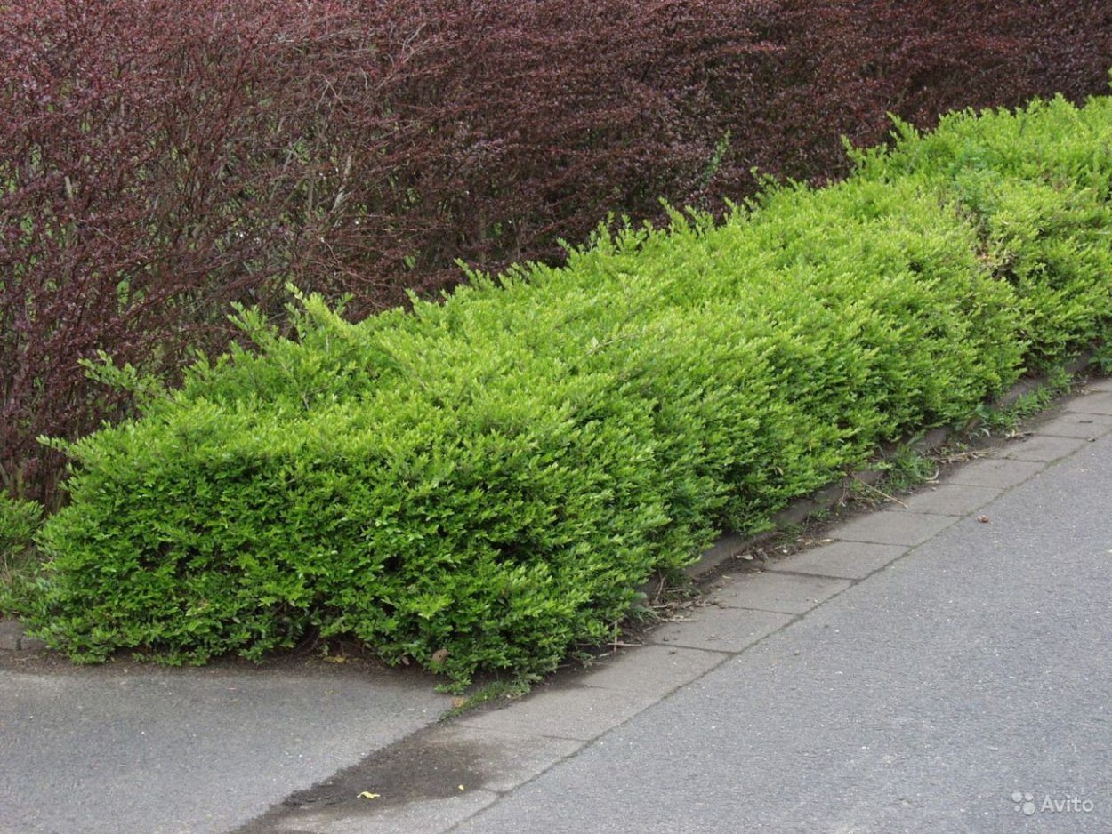 Жасмин чубушник изгородь