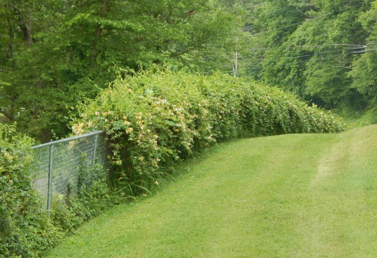 Жимолость съедобная изгородь