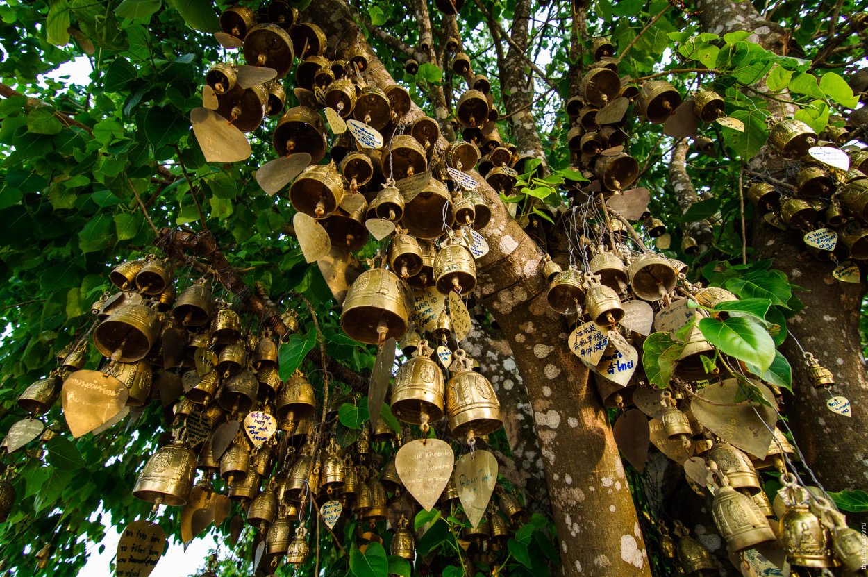 Дерево с огромными колокольчиками