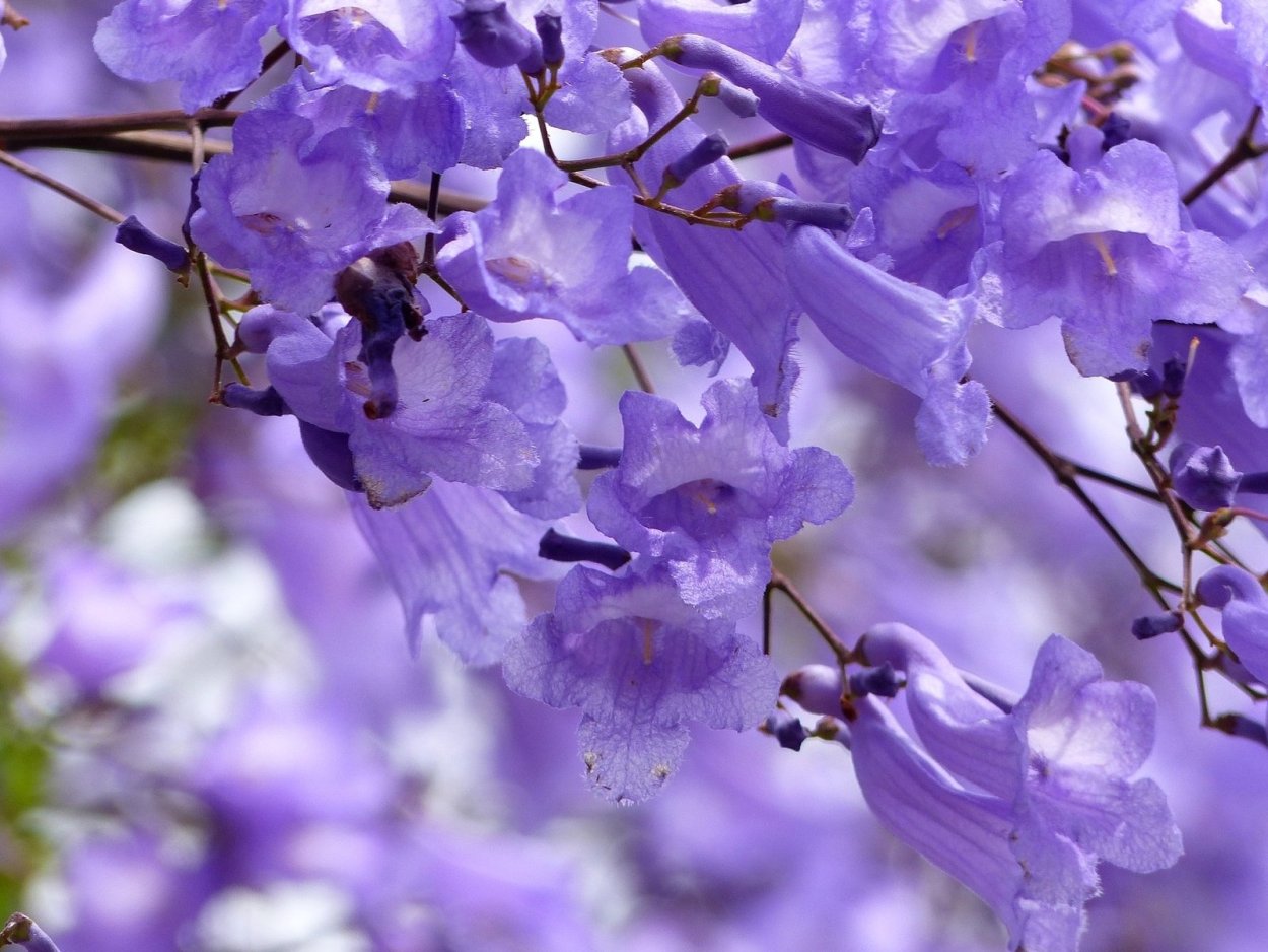 Деревья цветущие колокольчиками