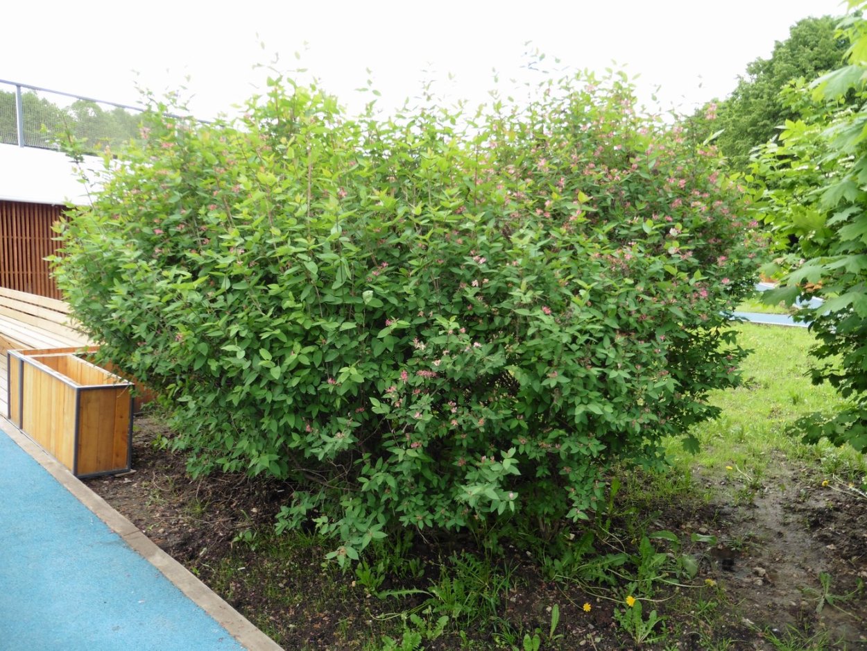 Жимолость каприфоль изгородь