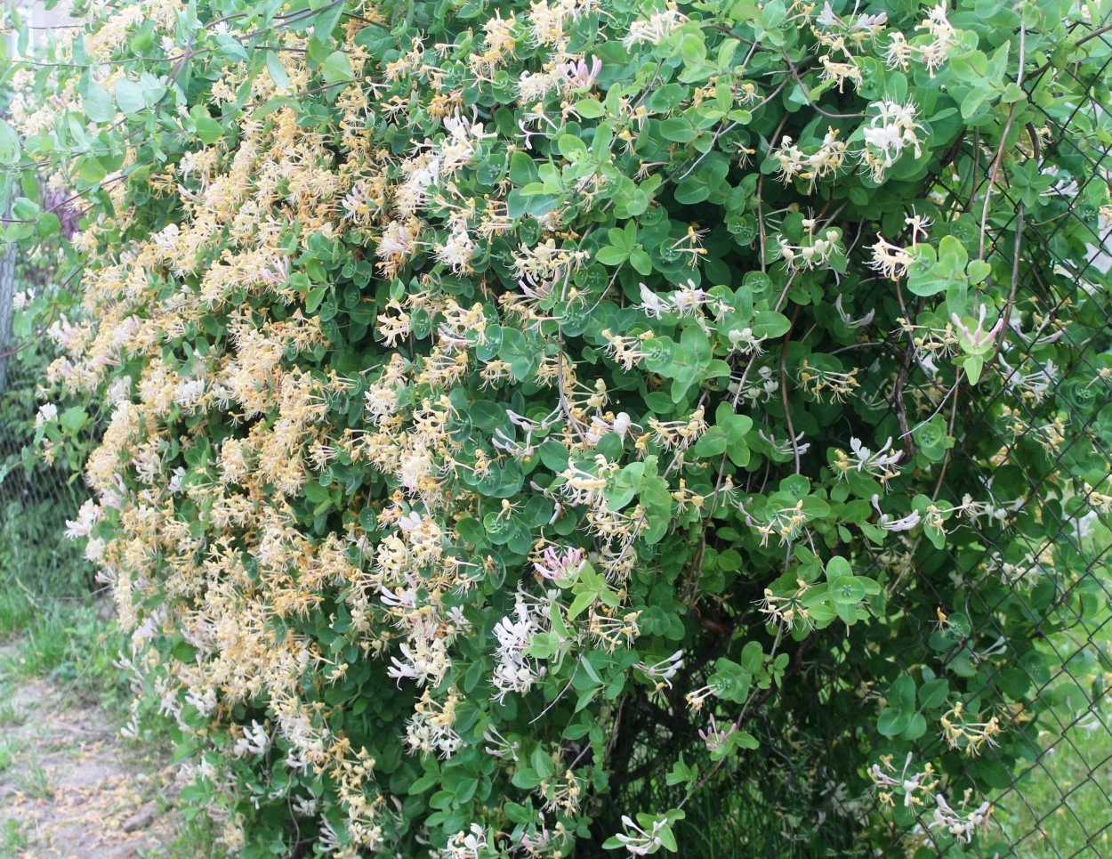 Клематис жимолость каприфоль