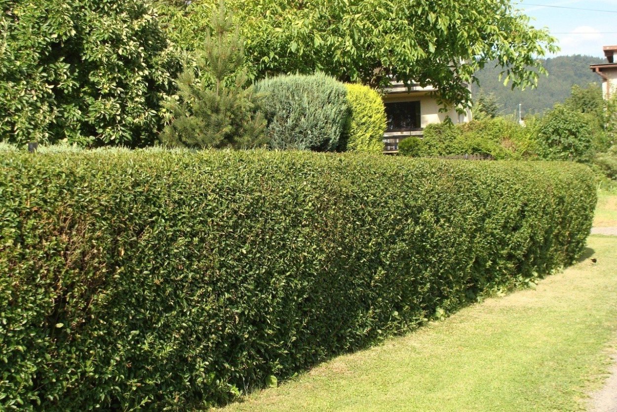 Лещина обыкновенная Живая изгородь