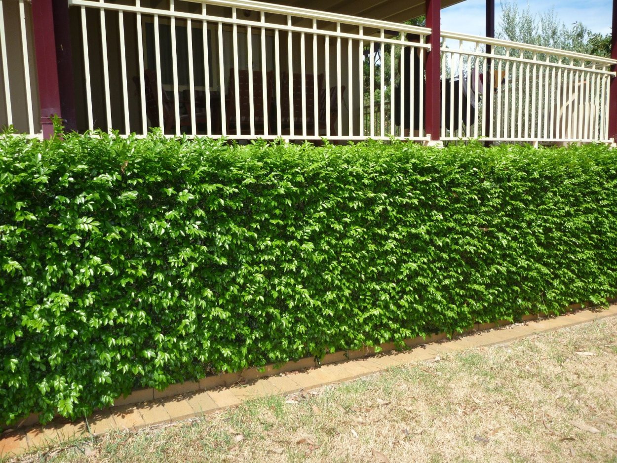 Жимолость Татарская Живая изгородь