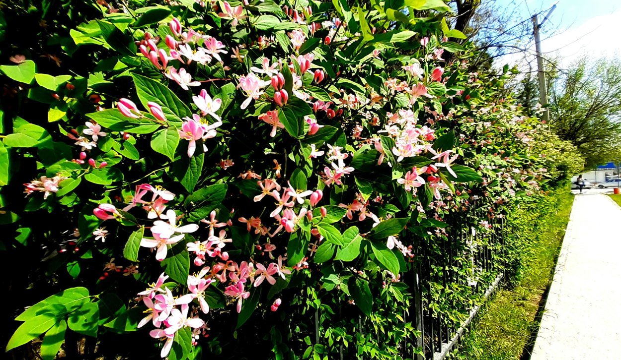 Можжевельник и жимолость Живая изгородь