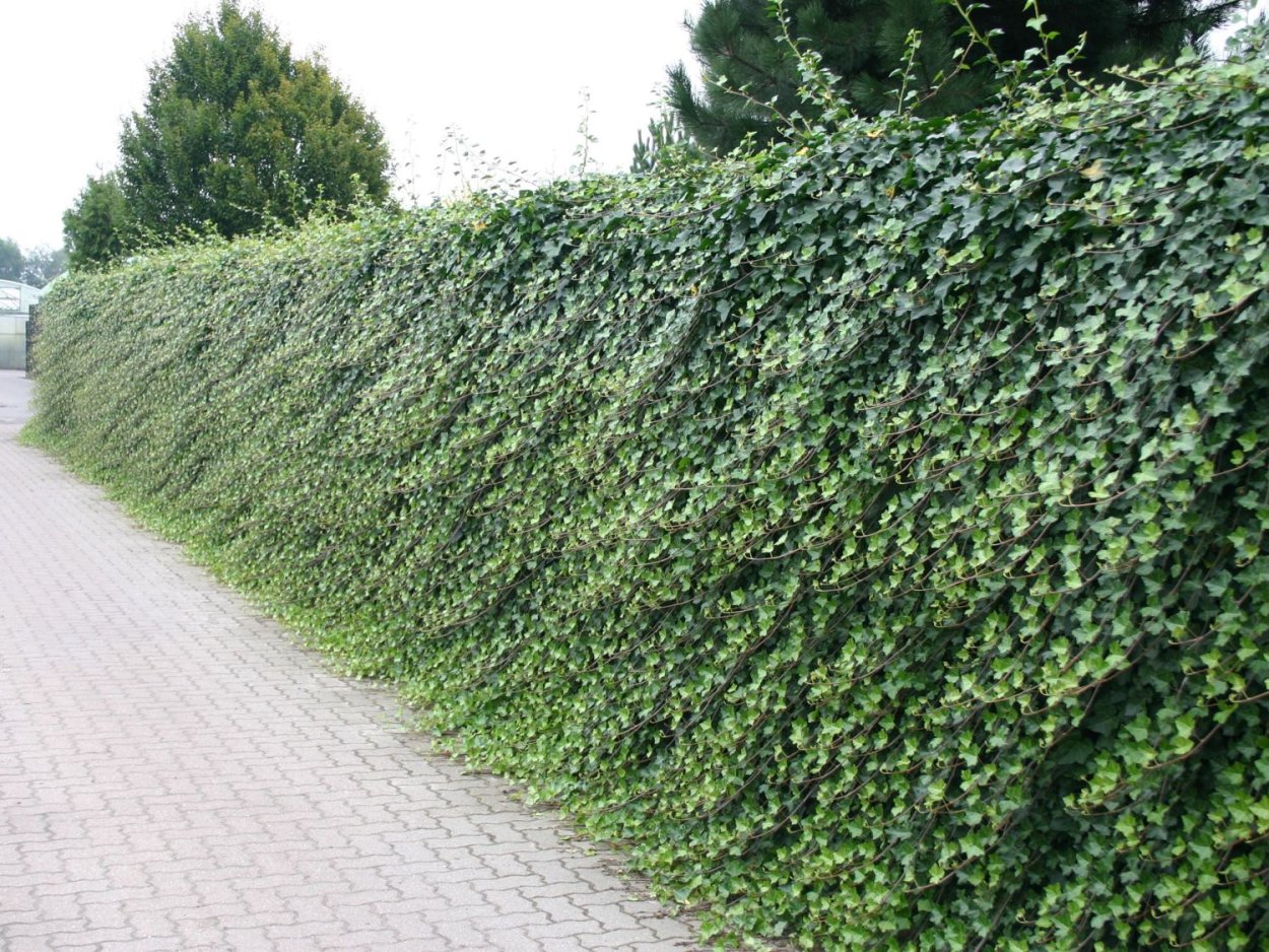 Клематисы вдоль забора