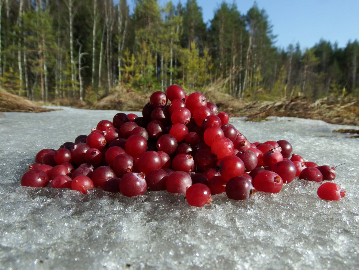 Морошка и клюква Республика Коми