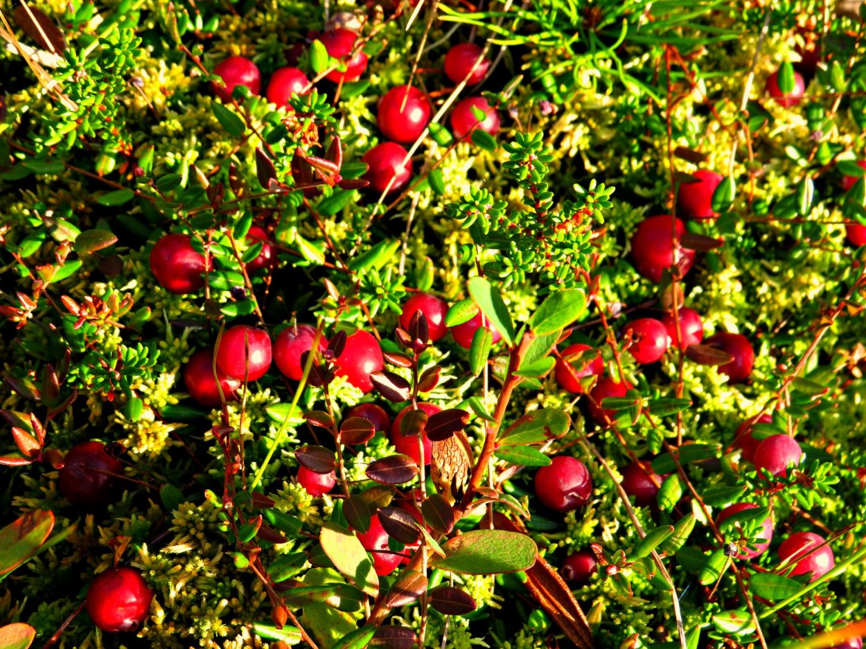 Клюква Болотная (Oxycoccus palustris)