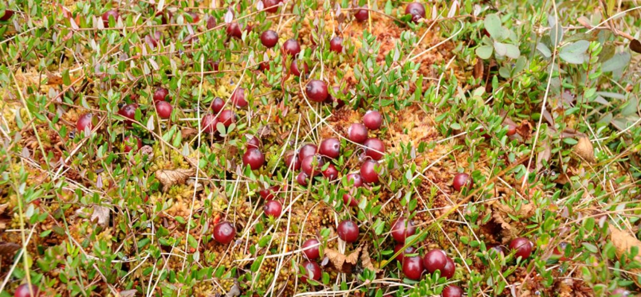 Клюква Болотная