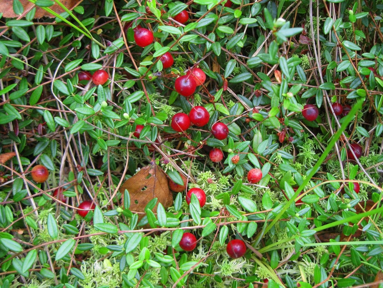 Поспела клюква на болоте
