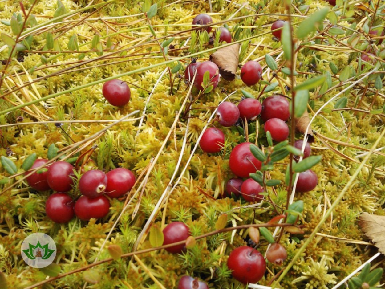 Клюква Дальневосточная