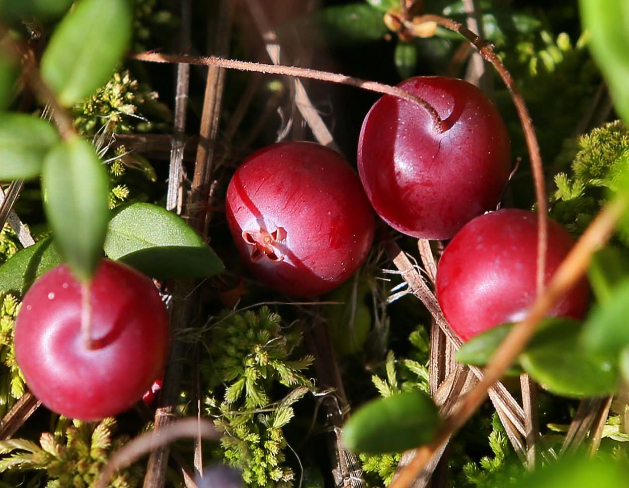 Клюква Болотная, четырехлепестная