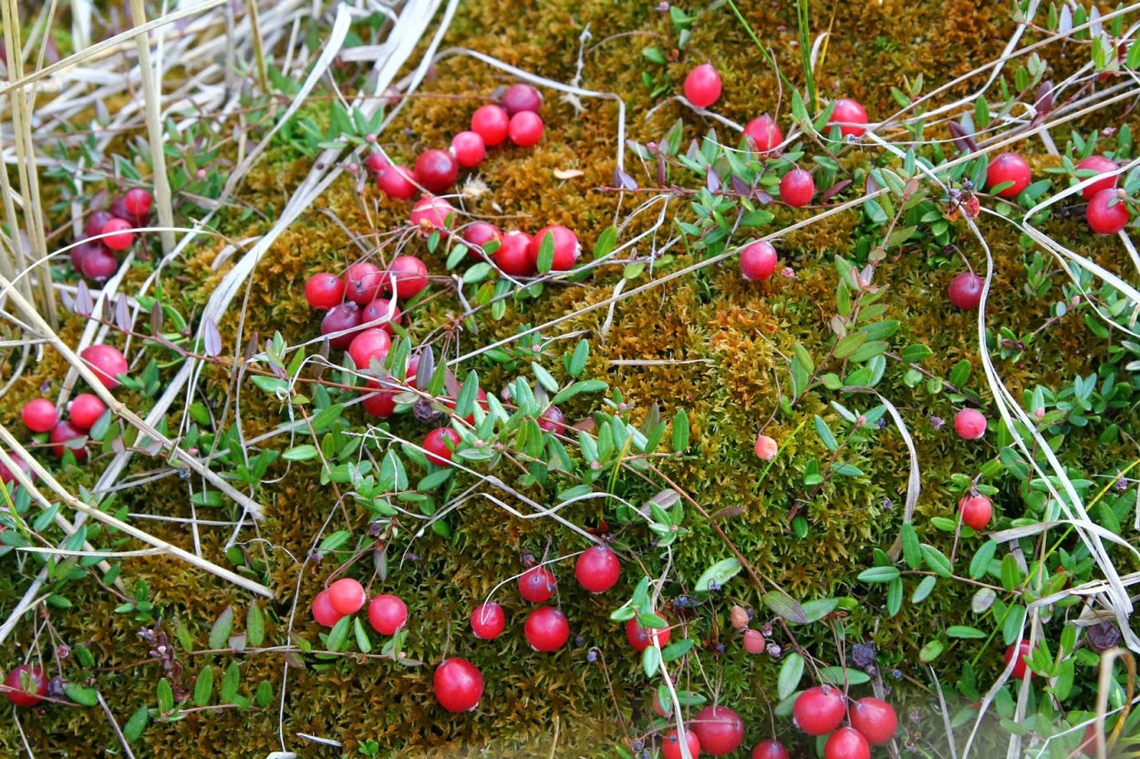 Клюква Болотная, четырехлепестная