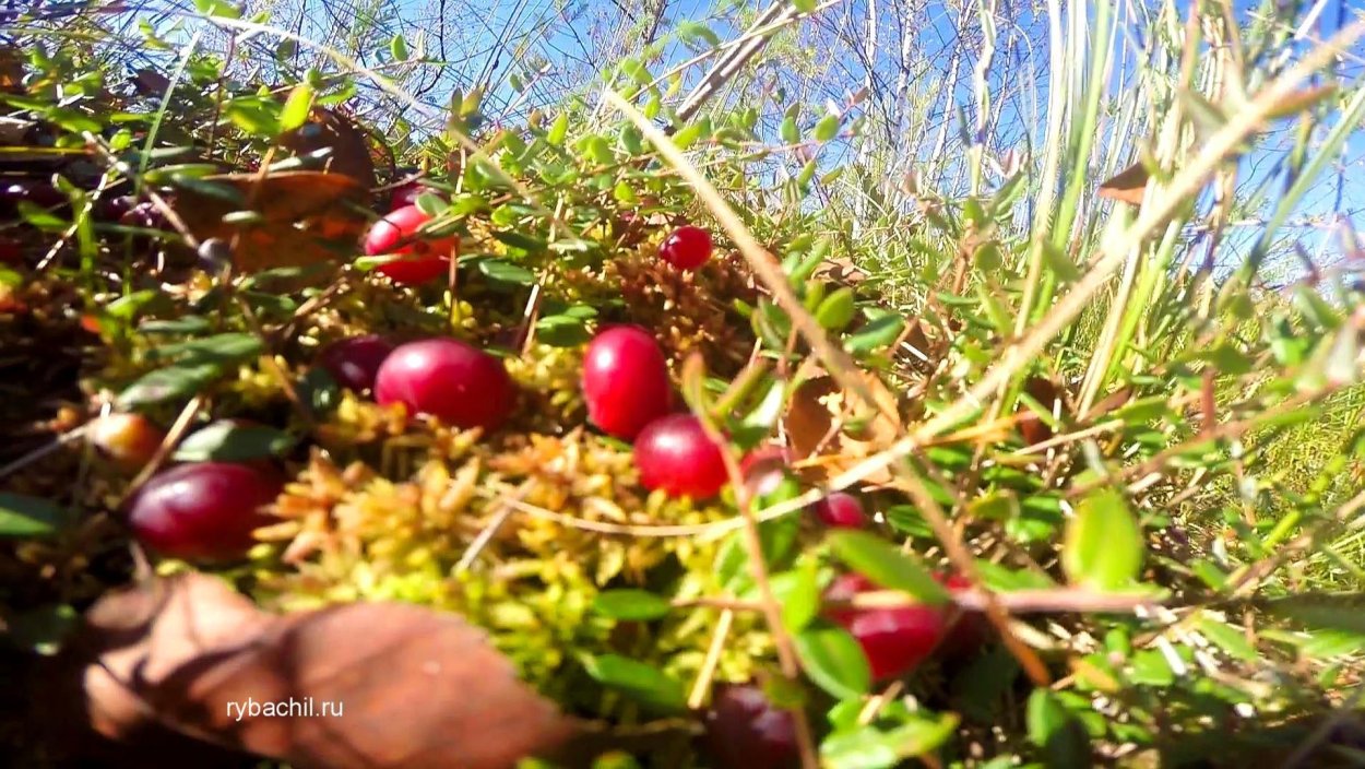 Клюква Болотная куст
