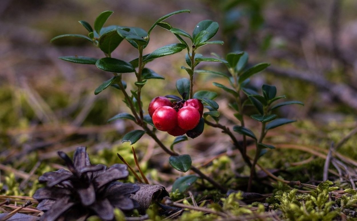 Клюква Болотная кустарник