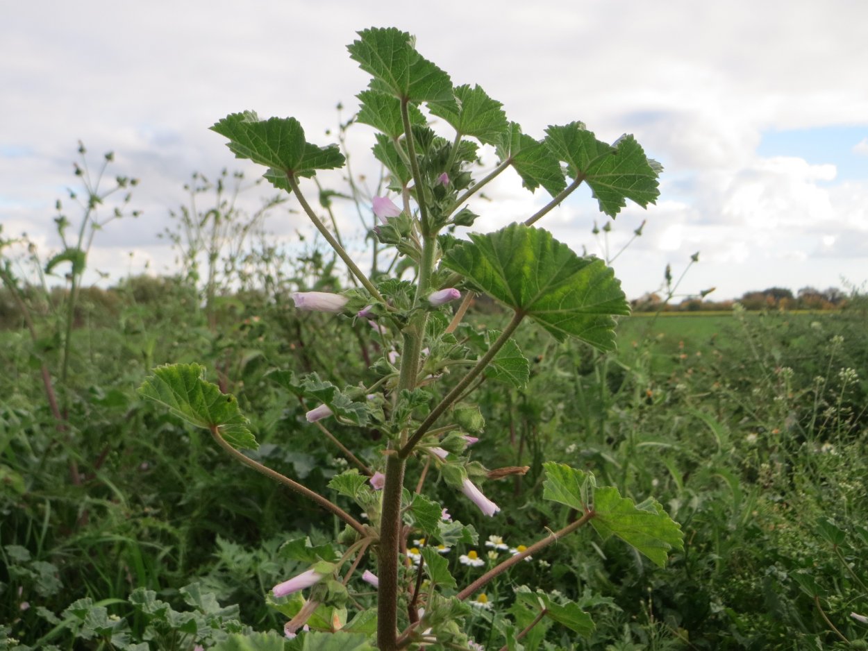 Malvaceae Malva excisa Reichenb.