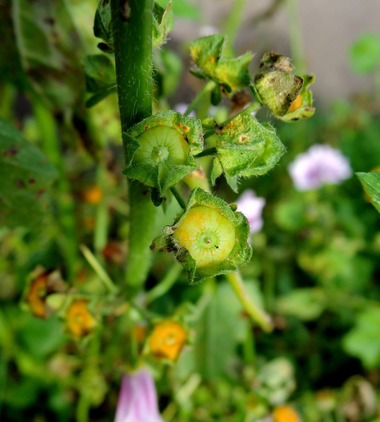 Просвирник плоды