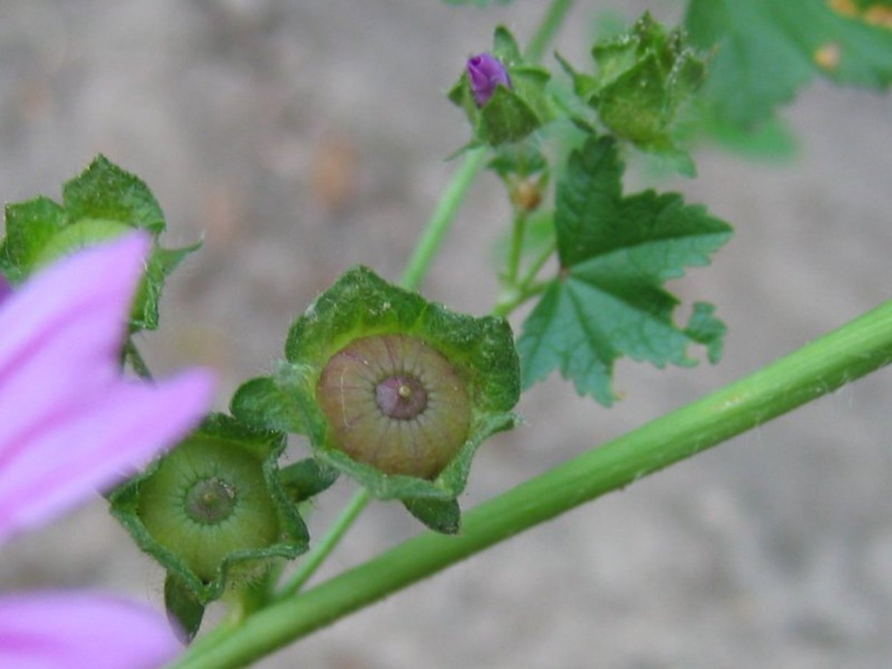 Мальва Лесная плод