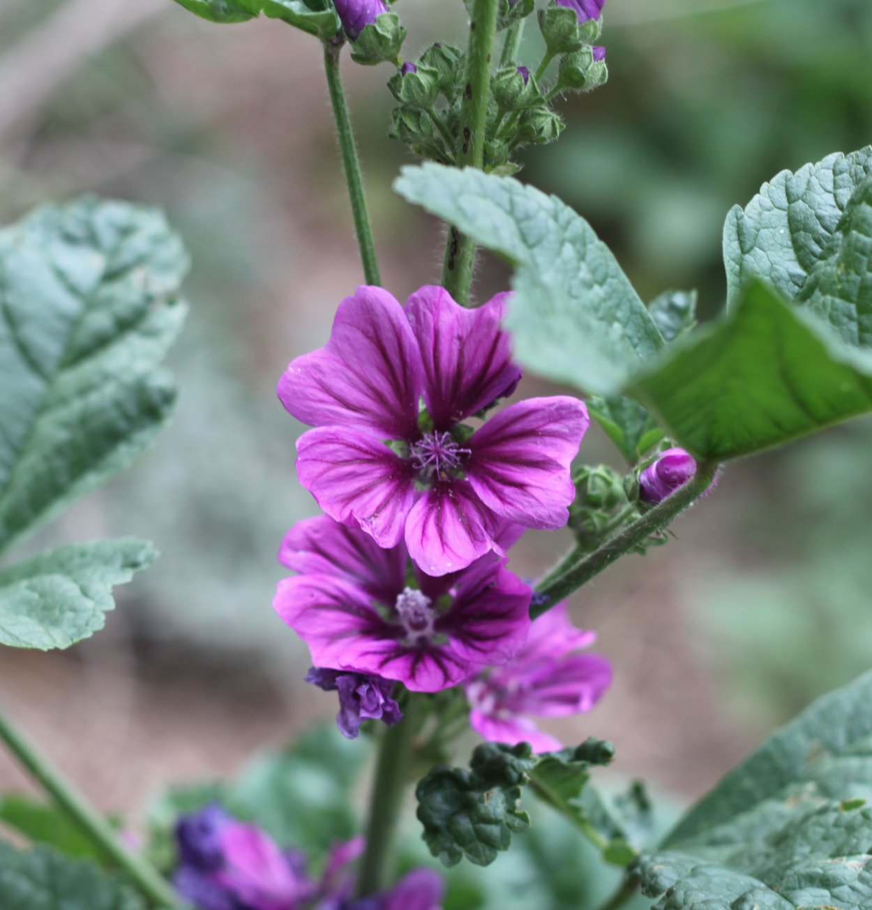 Семейство Мальвовые