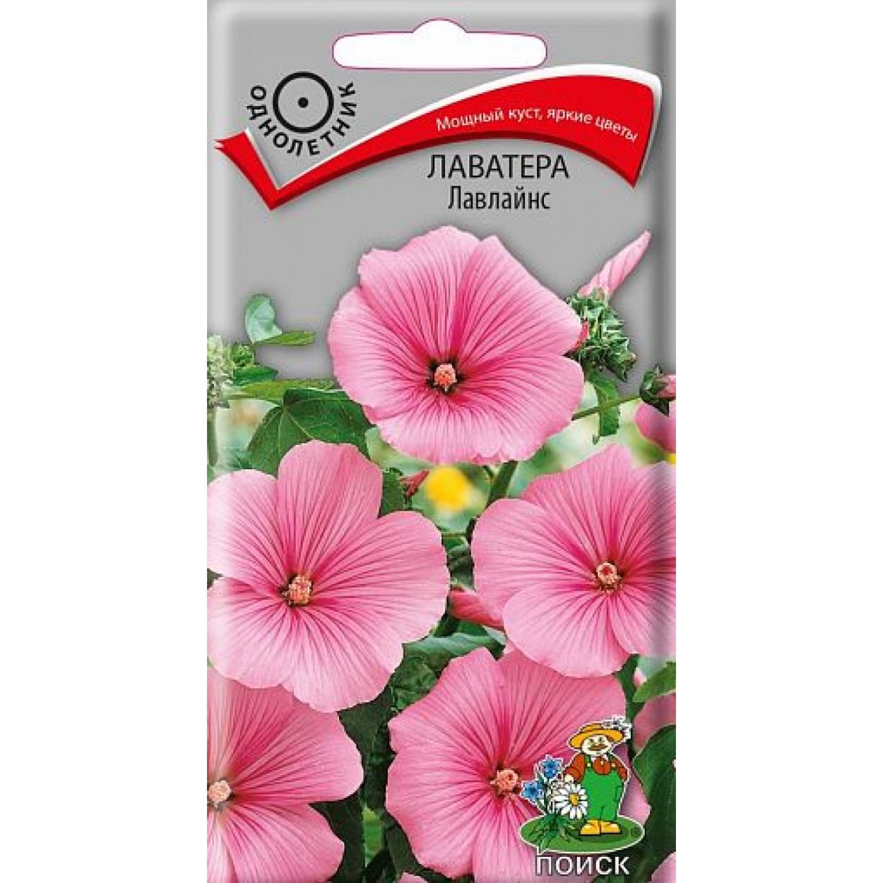 Мальва цветок семена