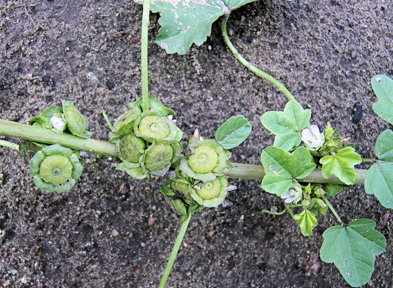 Мальва арбузики