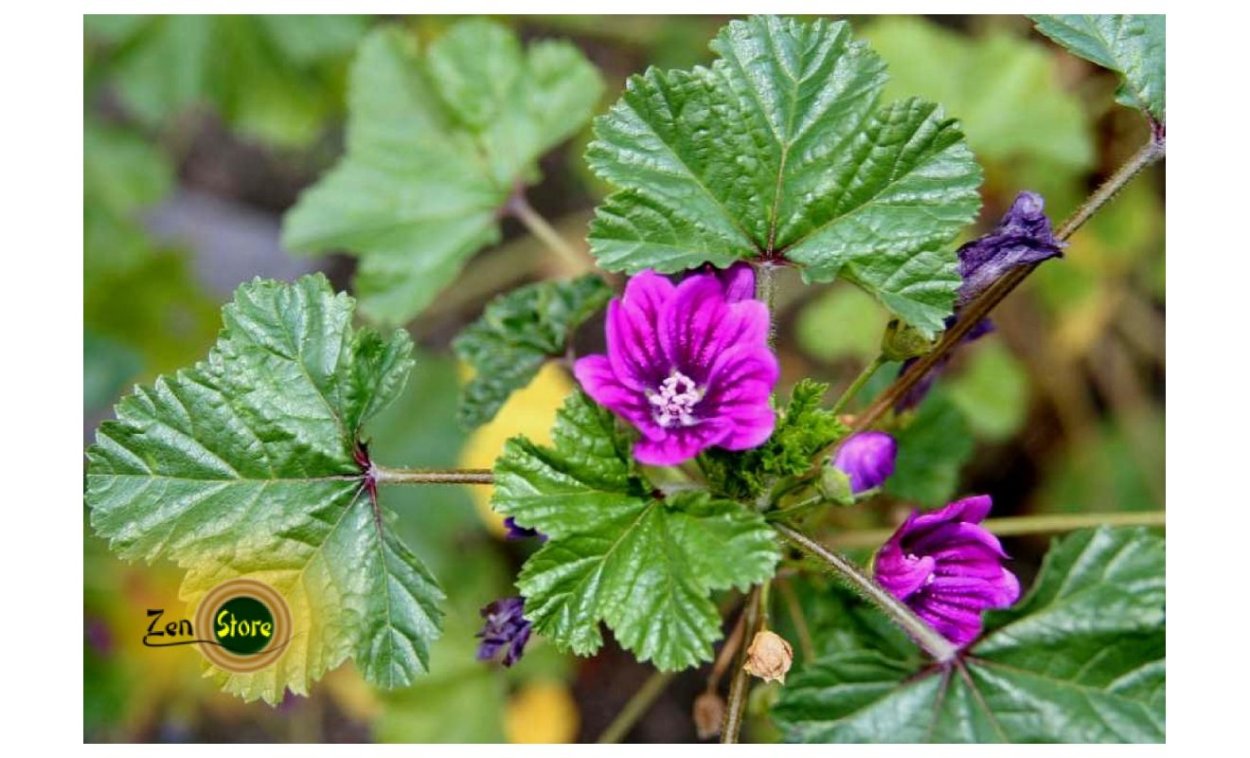 Мальва Лесная лист (просвирник)