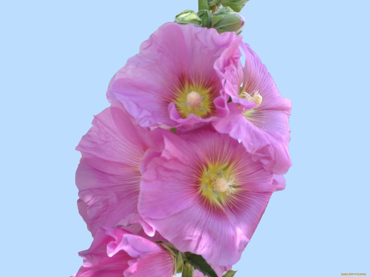 Мальва Буревестник