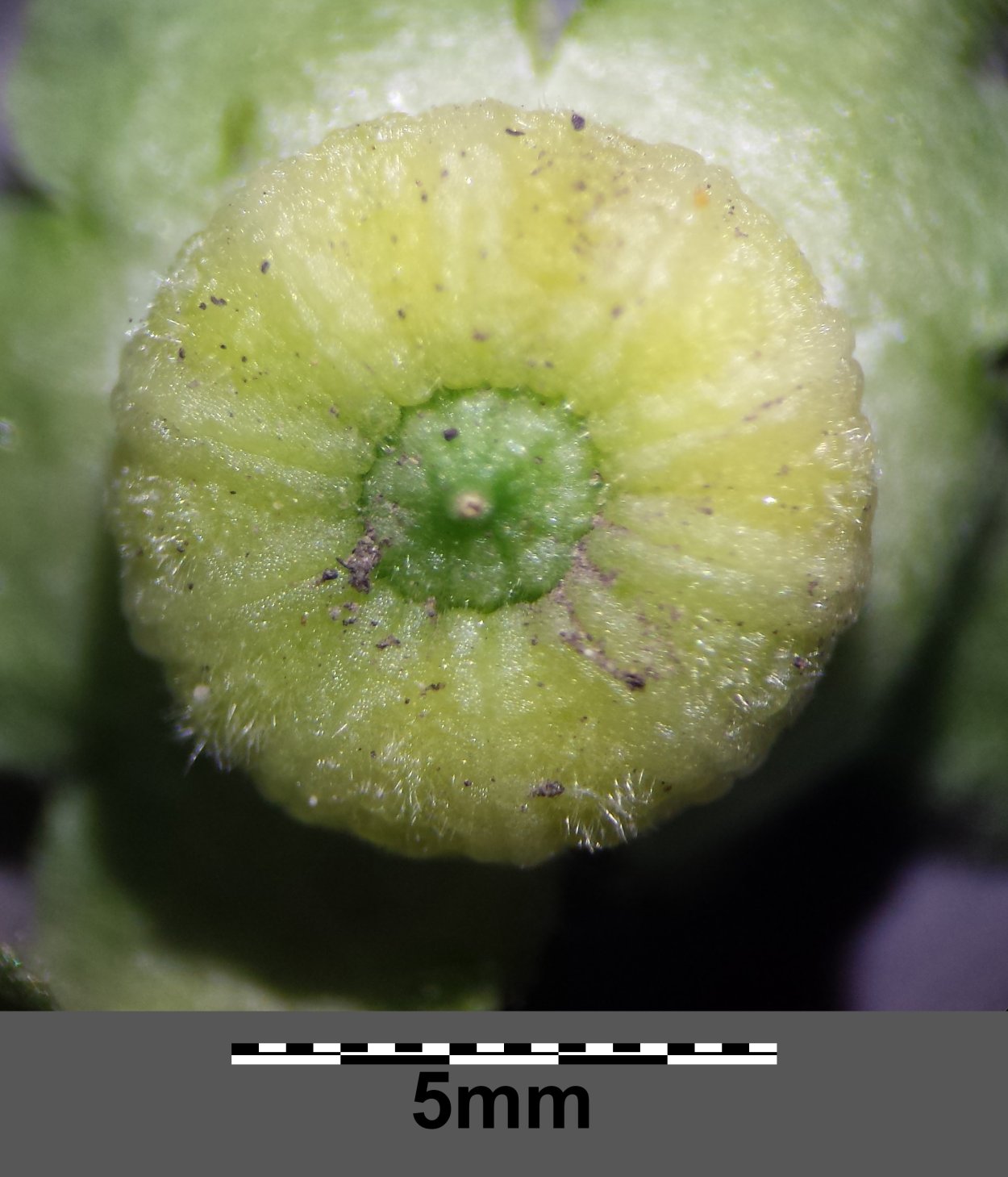 Баранка растение Malva Pulsia