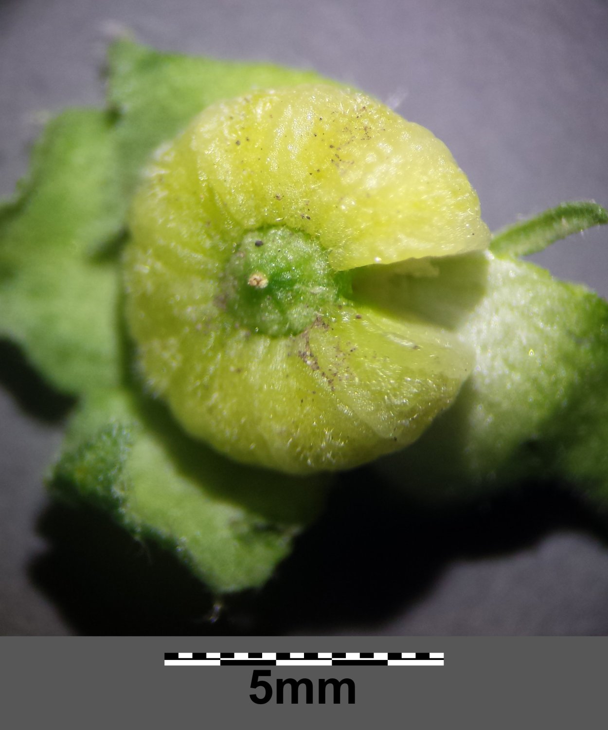 Мальва Лавандовая