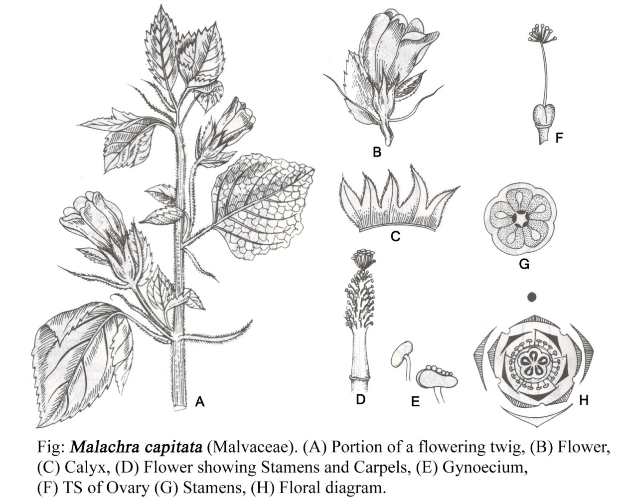 Баранка растение Malva pusilla