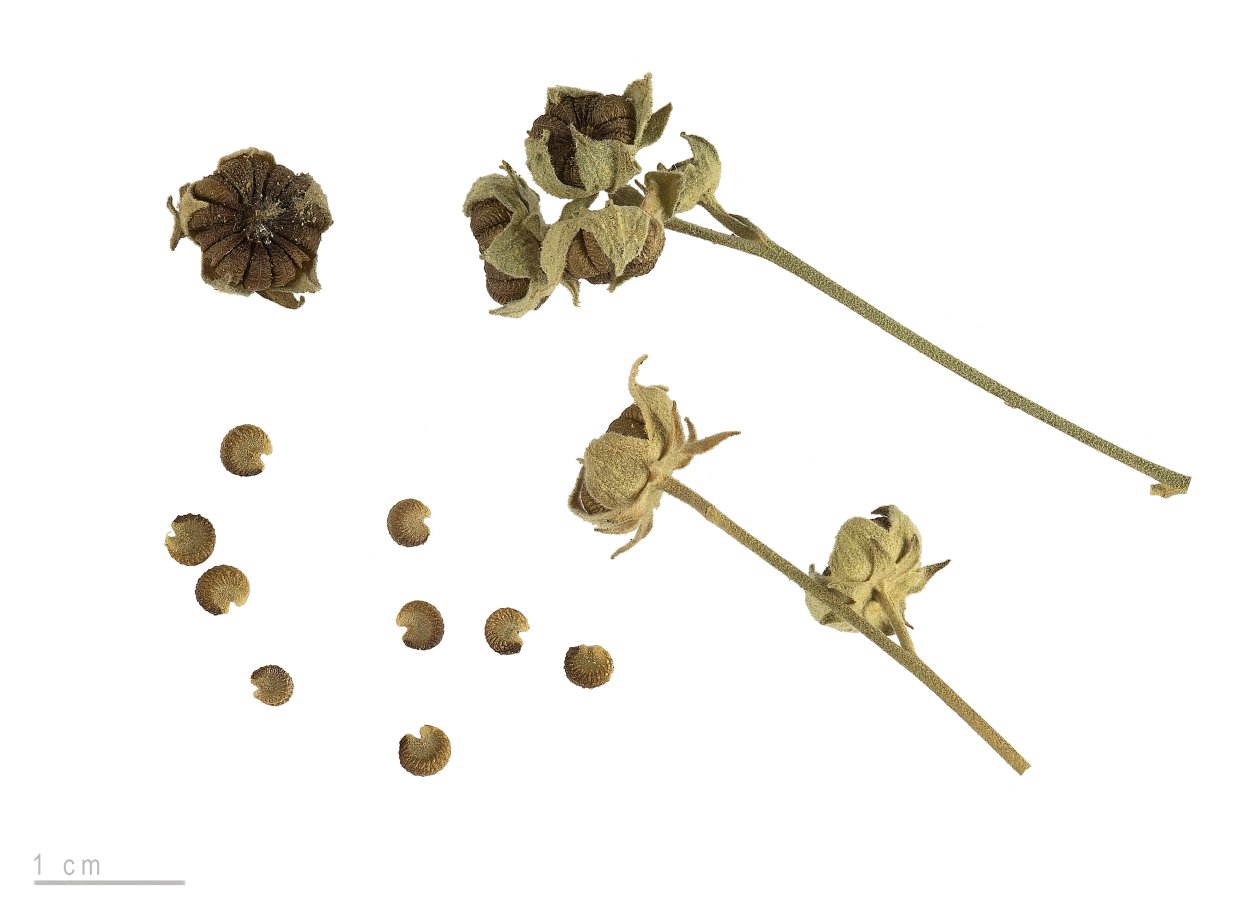 Мальва на прозрачном фоне