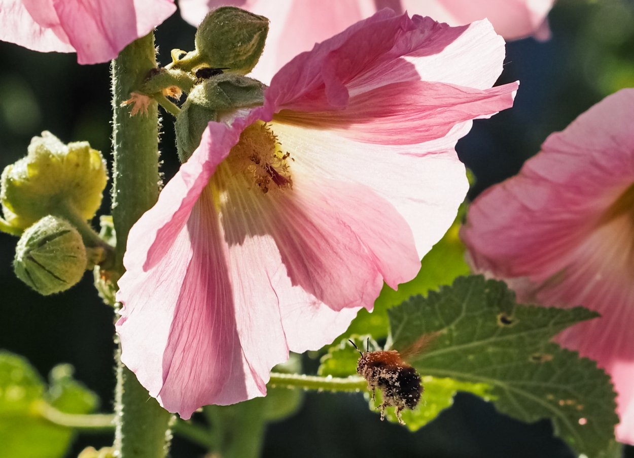 Гибискус Плантариум