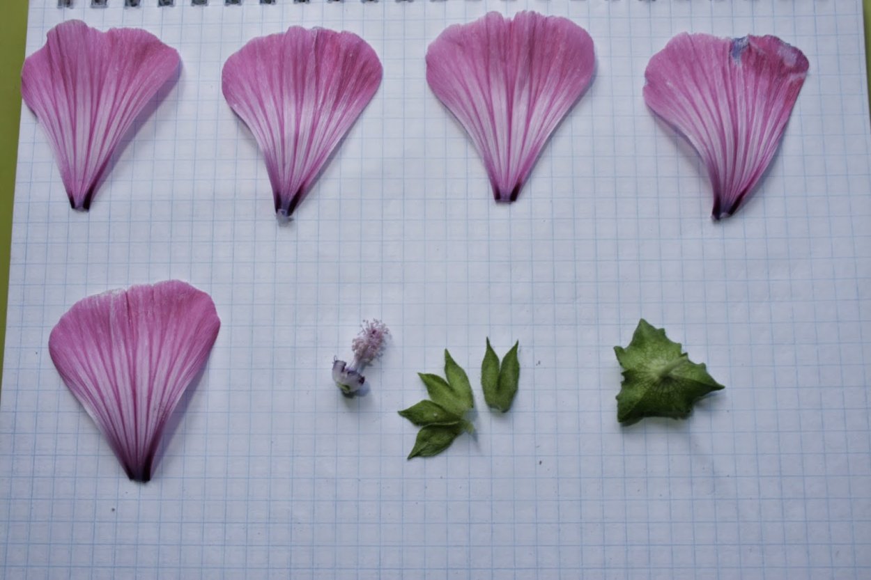 Мальва из фоамирана