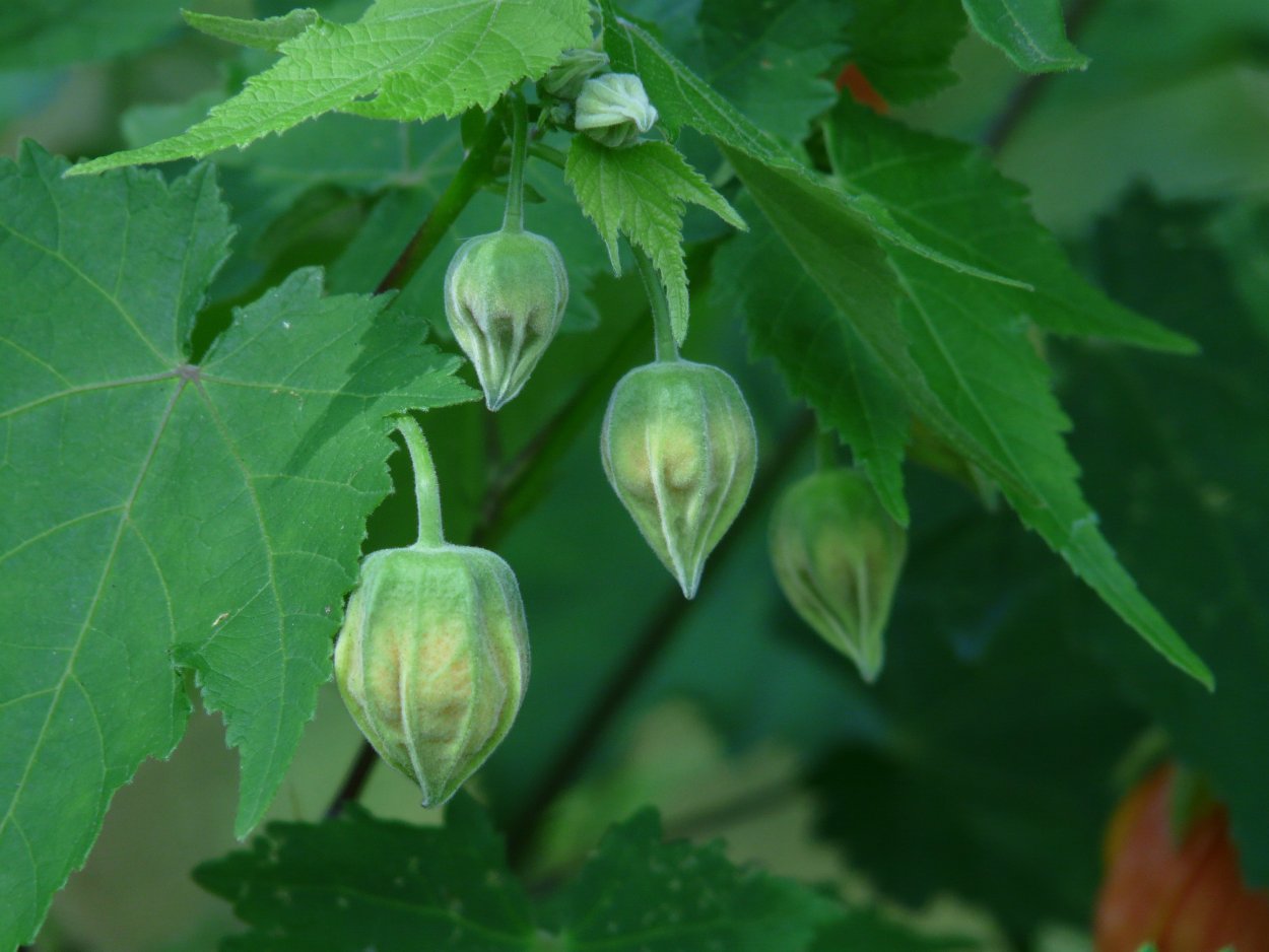 Abutilon crispum плоды
