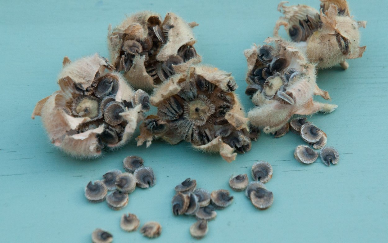 Мальвовые диаграмма цветка