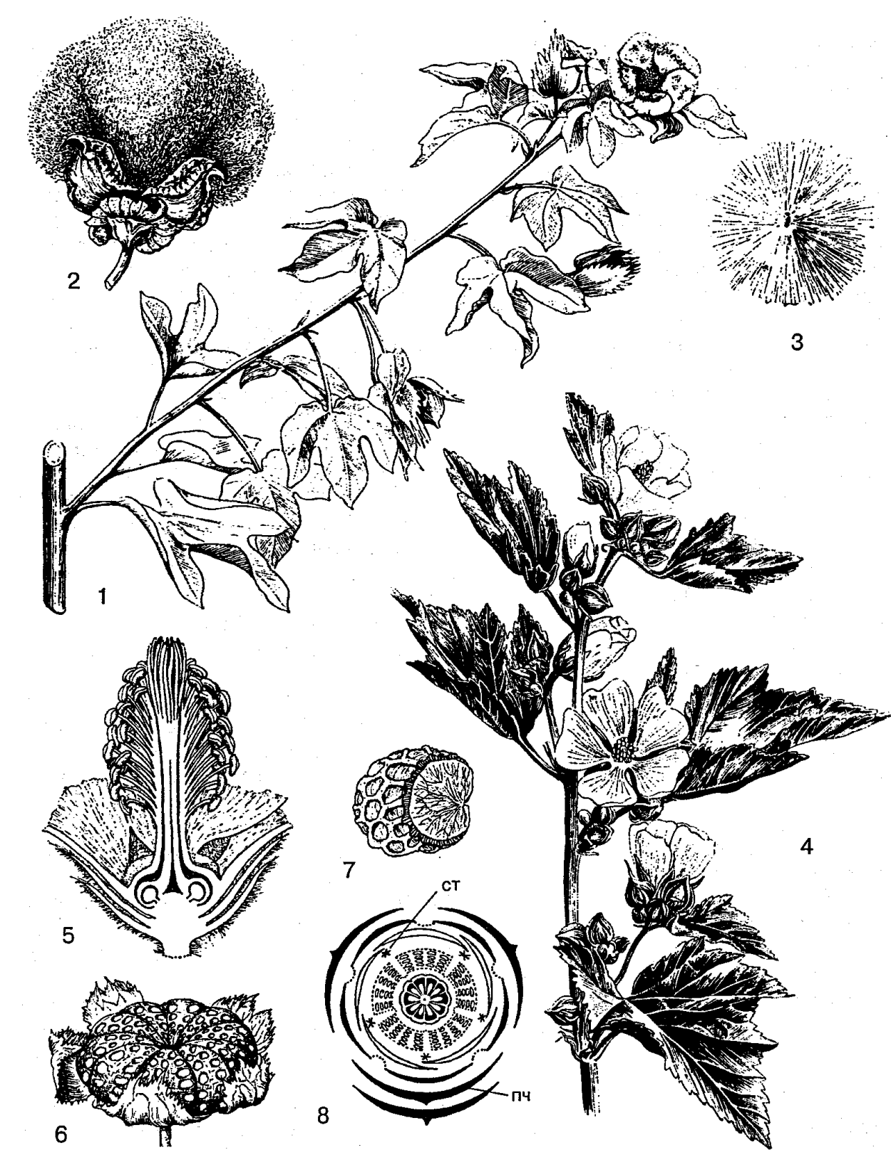 Мальва просвирник формула цветка