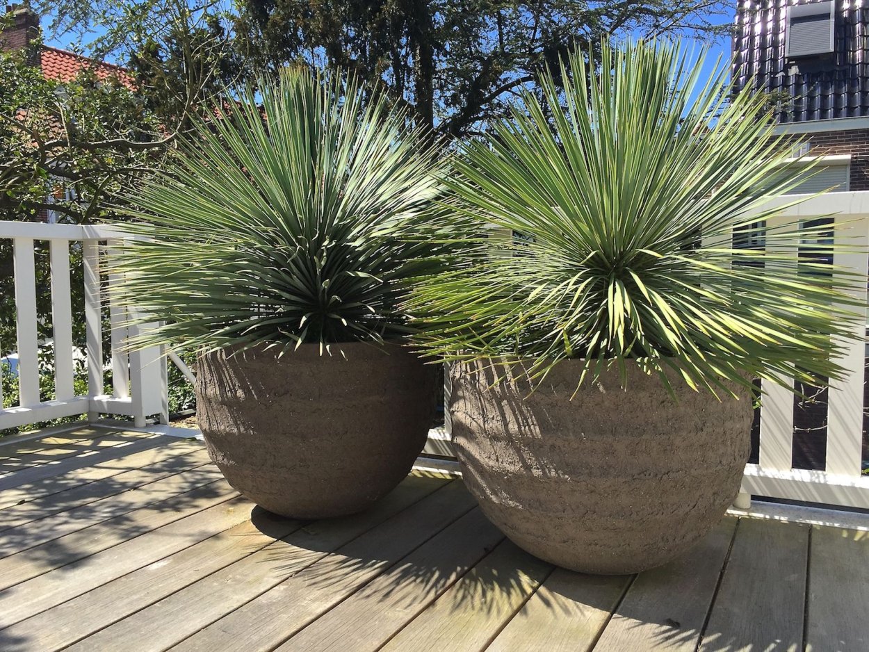 Yucca treculeana