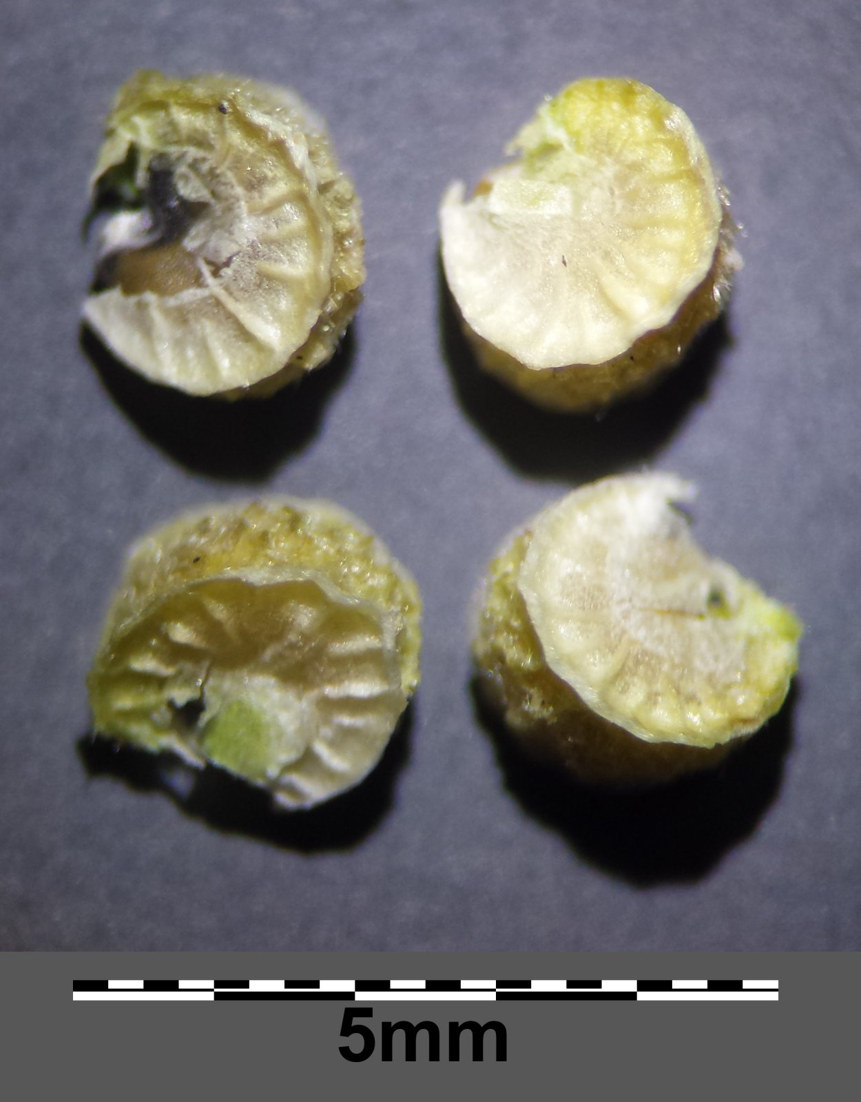 Алтей Луговой