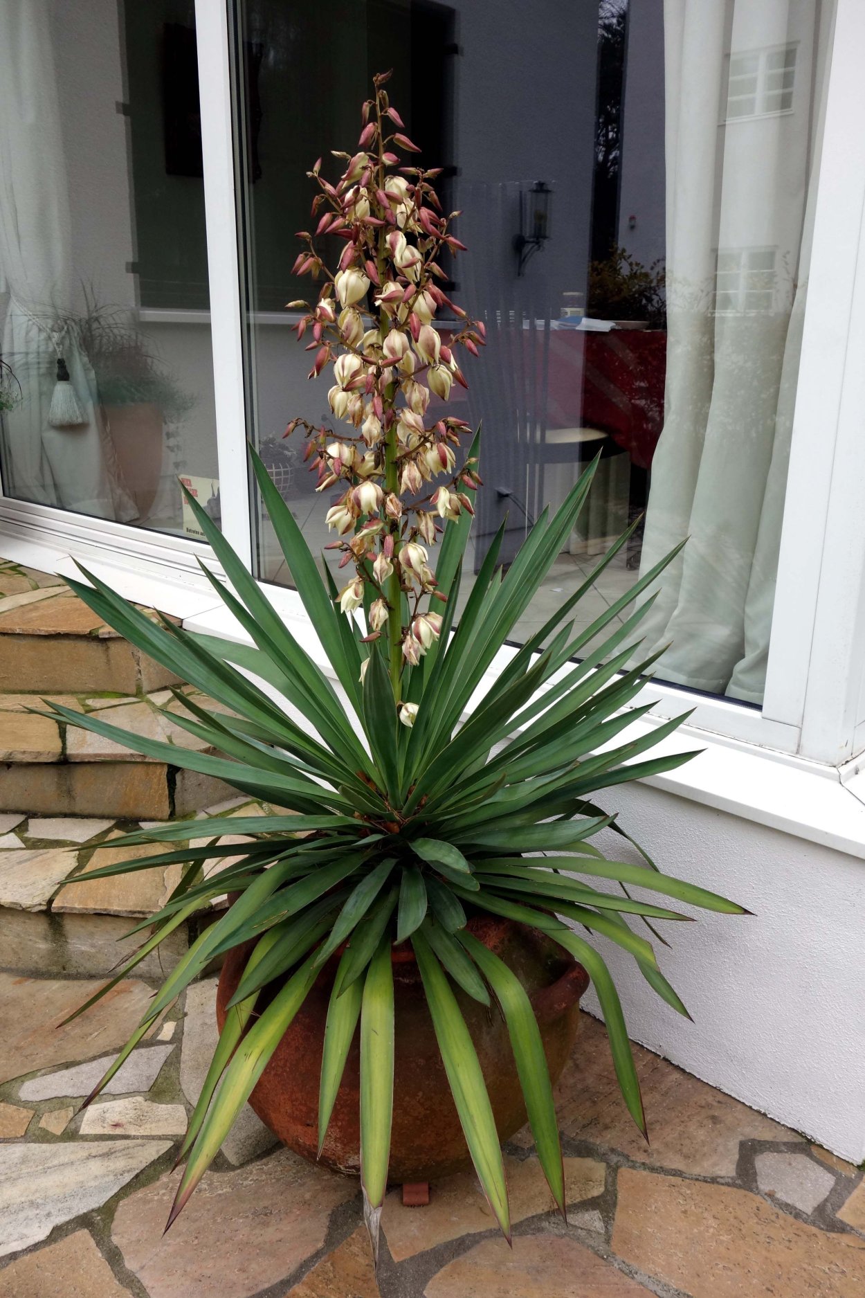 Yucca baccata