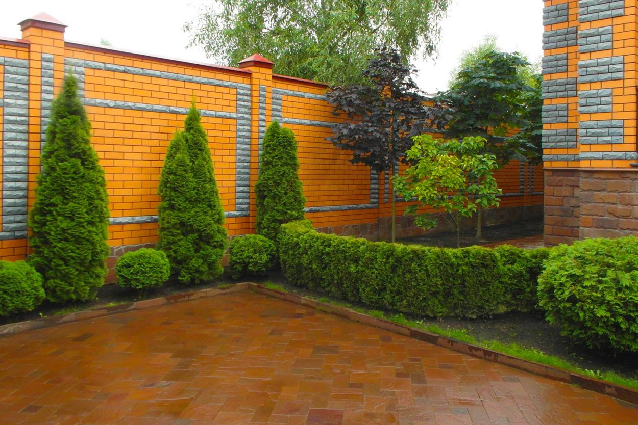 Туя Брабант забор