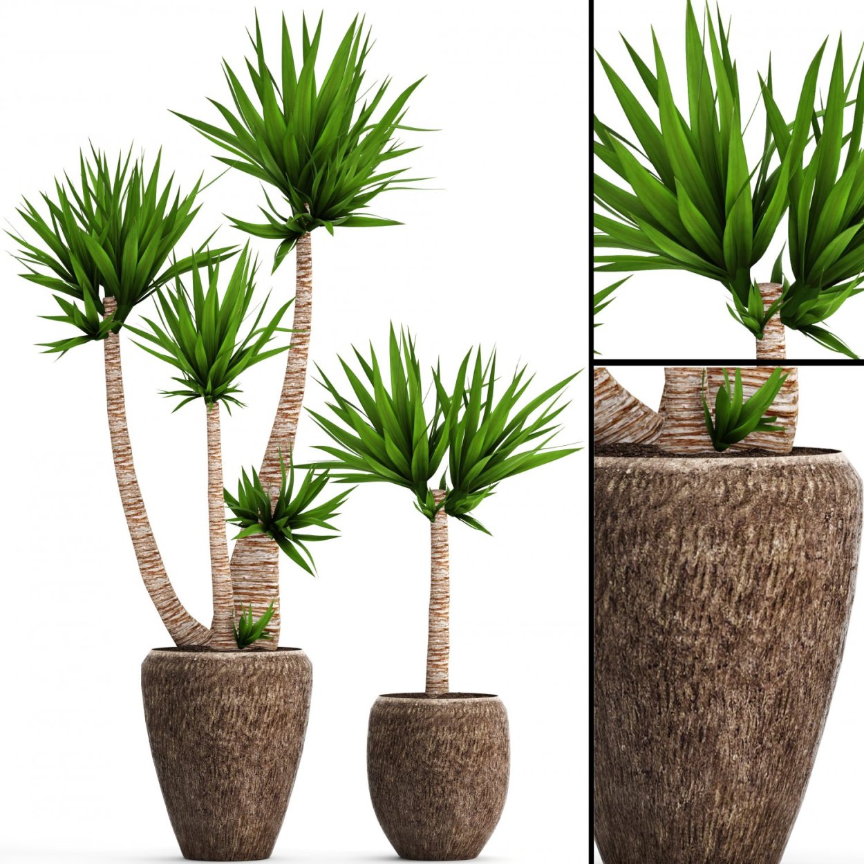 Yucca 3d model