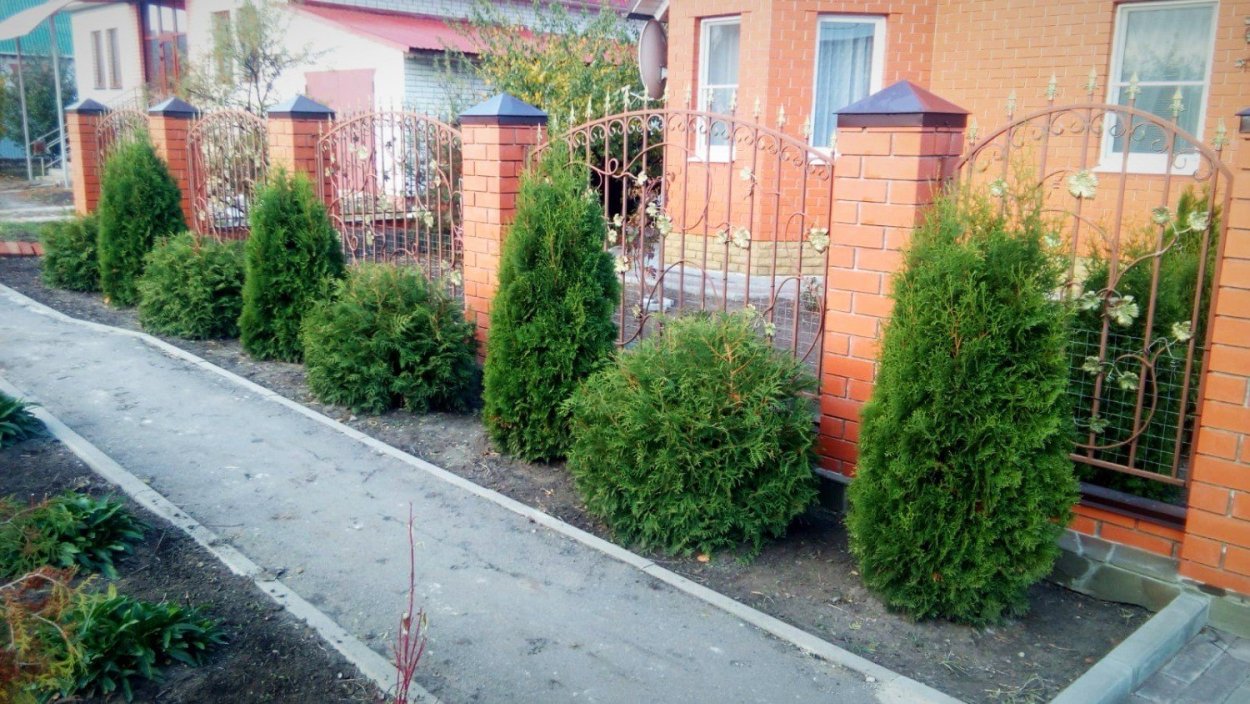 Туя Смарагд и Даника в ландшафте